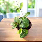 Hoya crassipetiolata 'Splash Round' D12