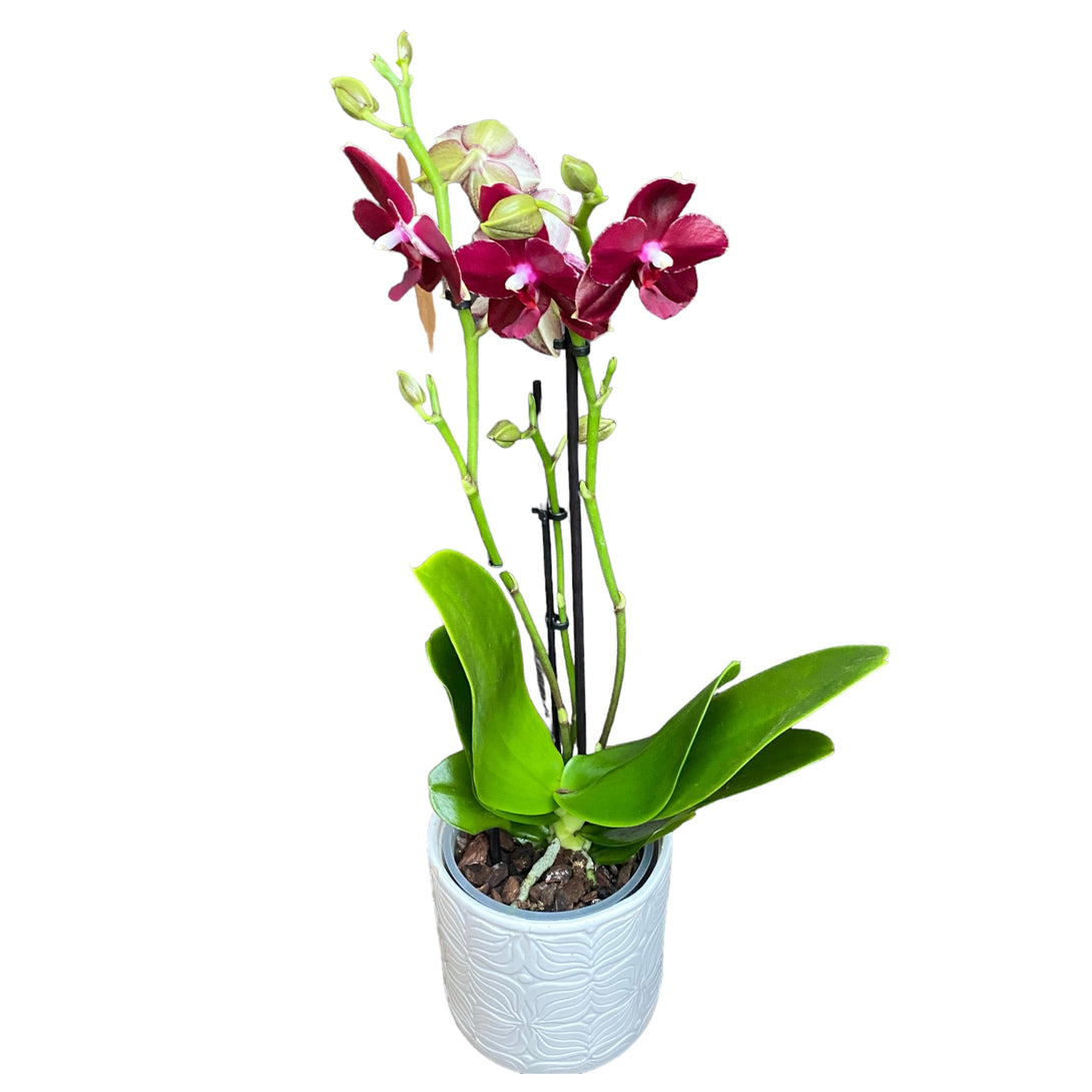 Phalaenopsis Sogo Relex - flori cerate parfumate (NL)