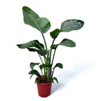 Strelitzia Nicolai XXL (Rajský pták) - 3 rostliny/květináč