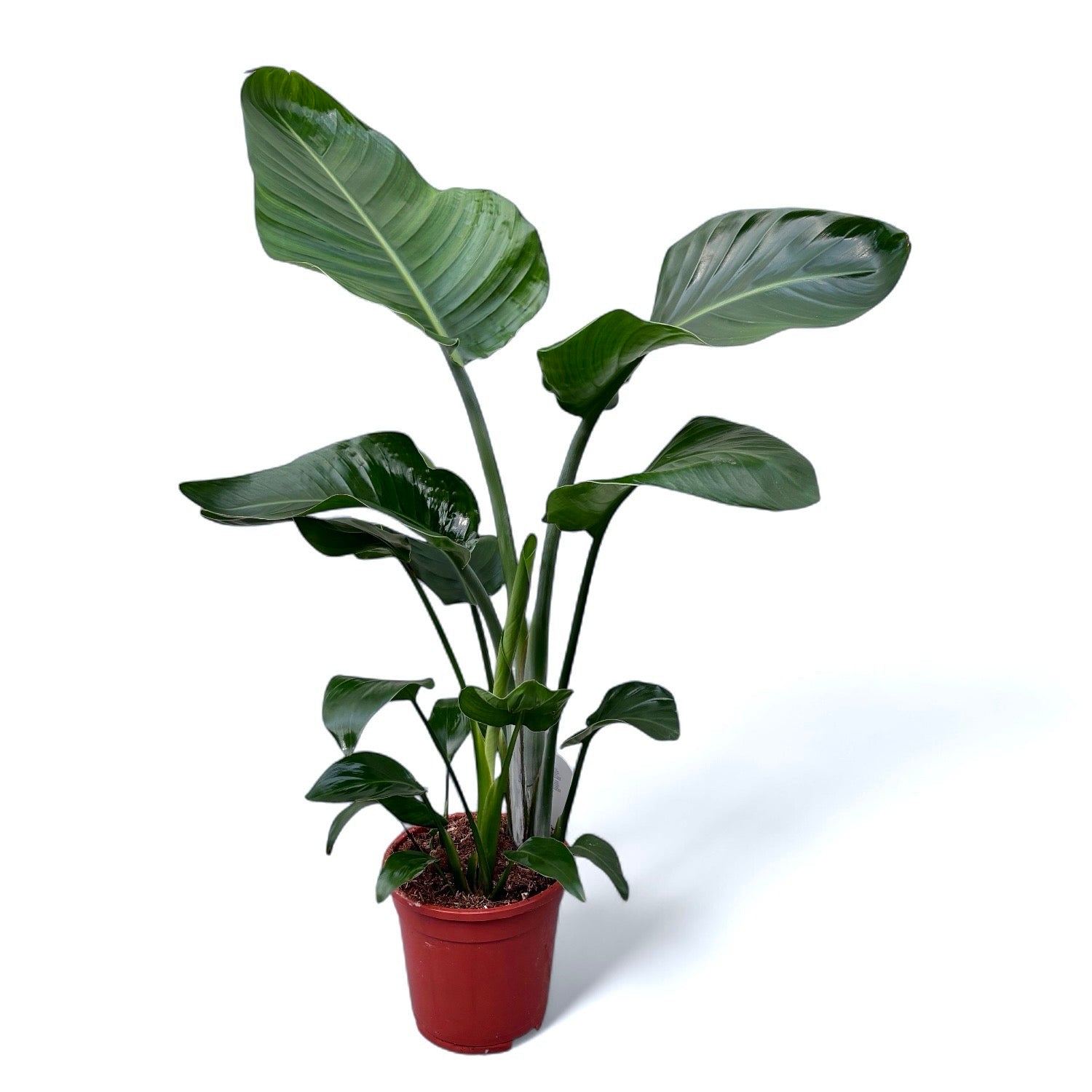 Strelitzia Nicolai XXL (Pasarea Paradisului) - 3 plante/ghiveci