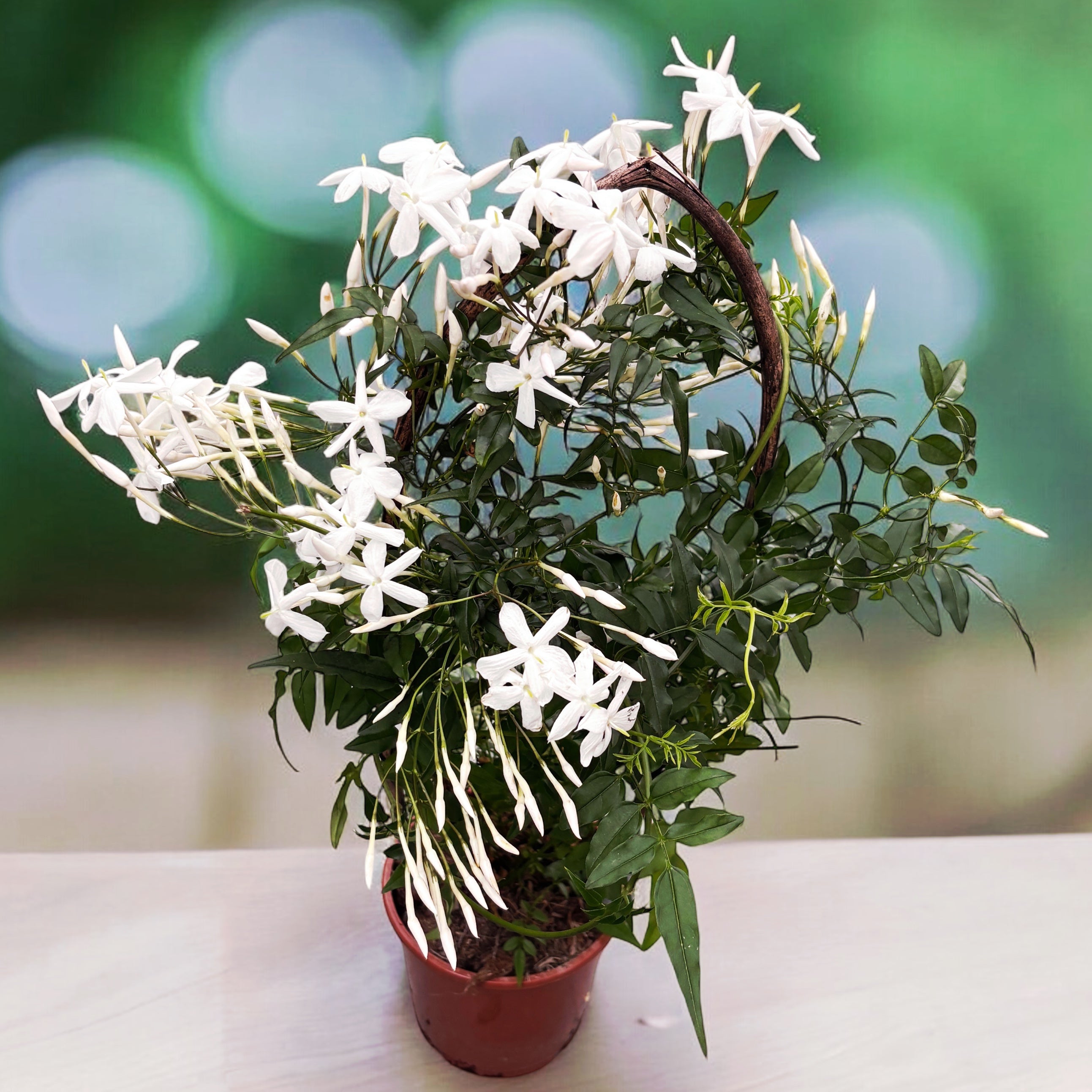Jasminum polyanthum ‘White’ (iasomie chinezeasca) - flori intens parfumate