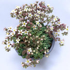 Sedum dasyphyllum (iarba grasa) - suculenta perena cu frunze albastru-argintii