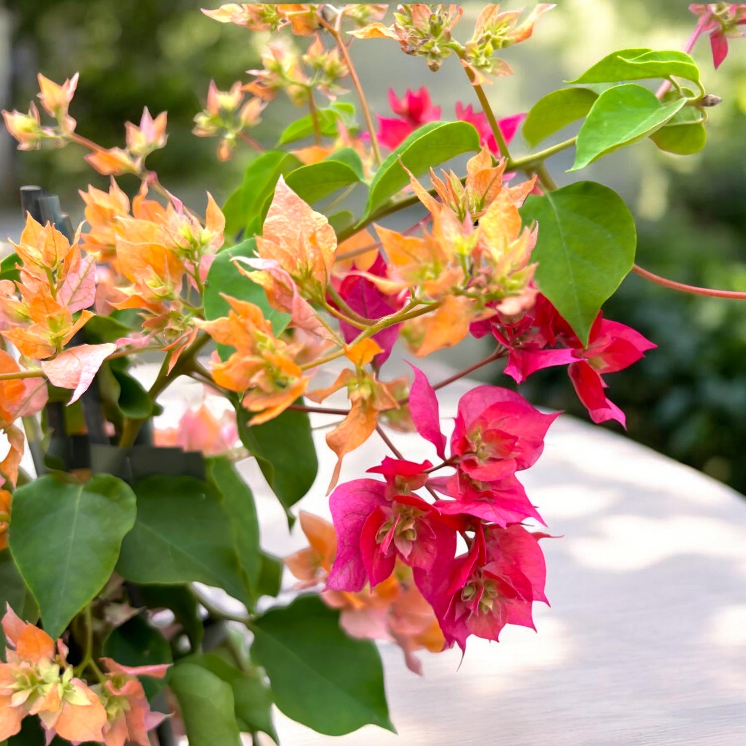 Bougainvillea cu flori duble - Bougainvillea ‘Orange Pink Double’