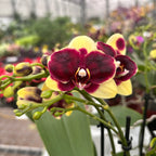 Phalaenopsis 'Catania'