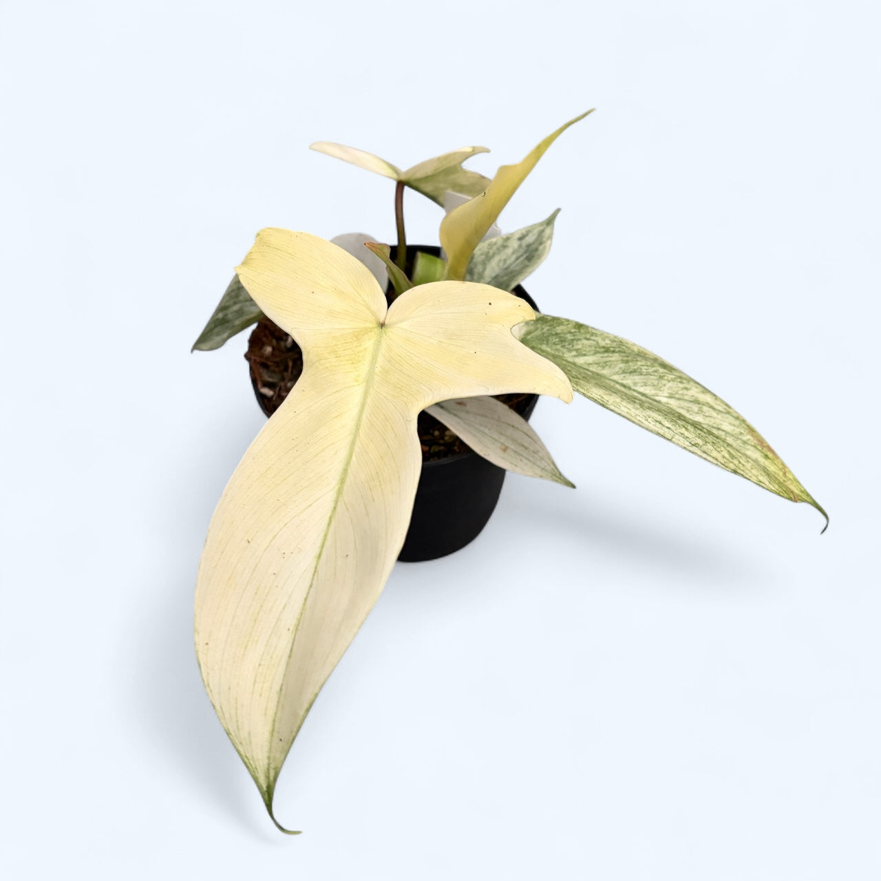Philodendron 'Florida Ghost' - varietate rara, cu frunzis cameleonic si aspect exotic