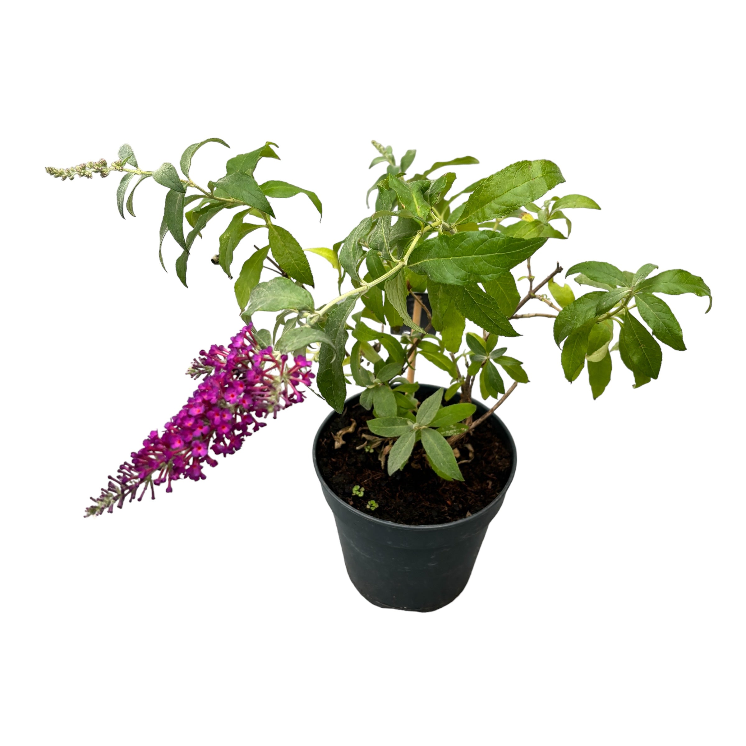 Liliac de vara mix - Buddleja 'Summer Blue'