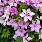 Clematis 'Hagley Hybrid' - Clematis mit XL-Blüten (Späte Großblumige Gruppe)