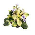 Saintpaulia Golden Gate - flori duble, frunze variegate