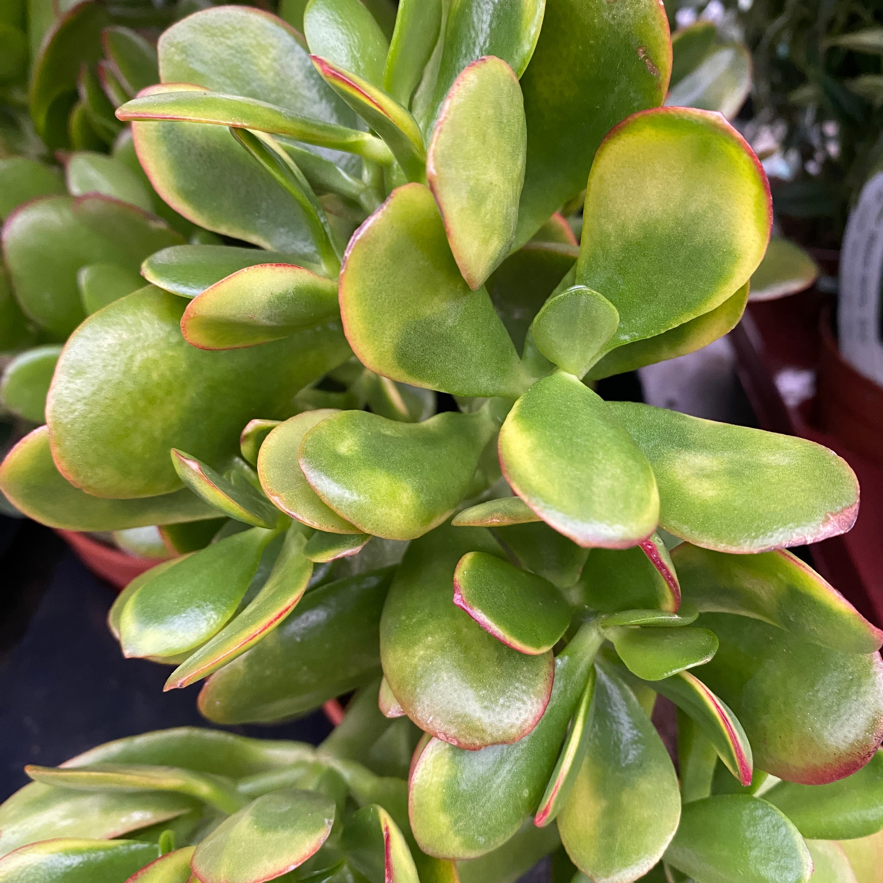 Crassula ovata 'Sunset Canaris' (copacul cu bani) 2pp