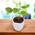 Pilea peperomioides – planta moneda chinezeasca, decorativa si usor de ingrijit