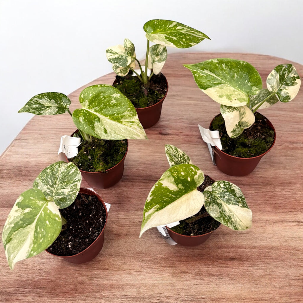 Monstera 'Thai Constellation' (super variegation)