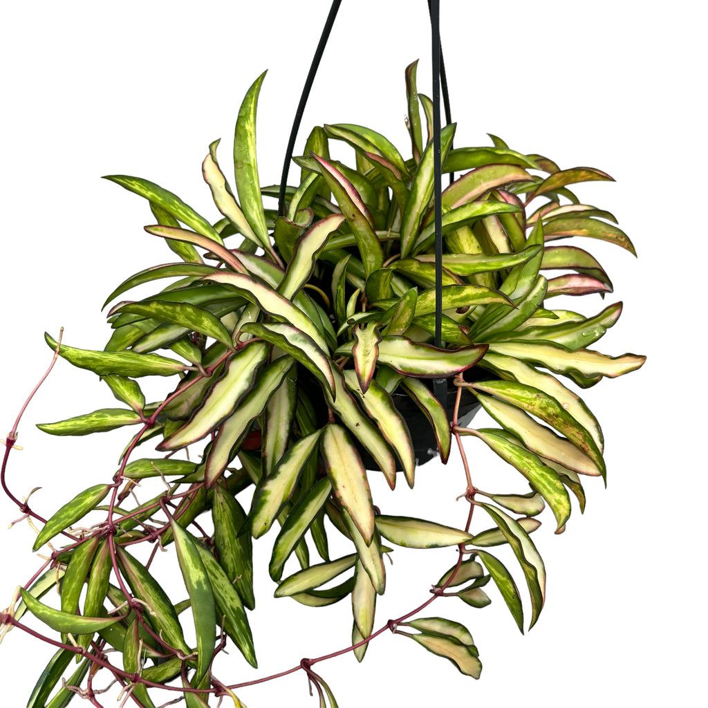 Hoya wayetii 'Variegata' - pots pleins D14