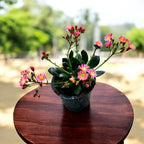 Lewisia cotyledon - wieloletnia roślina sukulentowa z dekoracyjnymi kwiatami i obfitym kwitnieniem