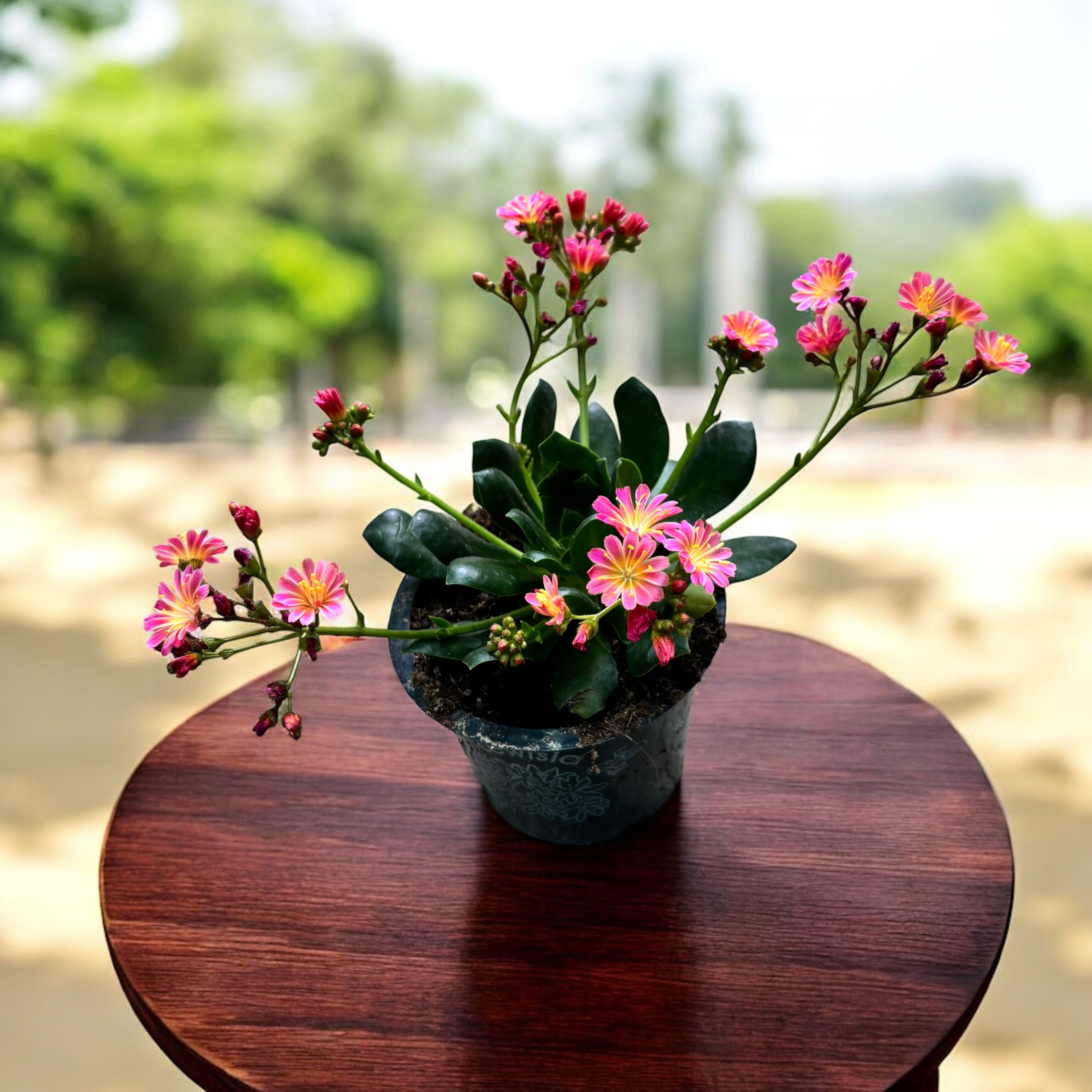 Lewisia cotyledon - planta suculenta perena cu flori decorative si inflorire abundenta