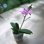 Phalaenopsis Liu's Triprince 'Pink' *fragrant