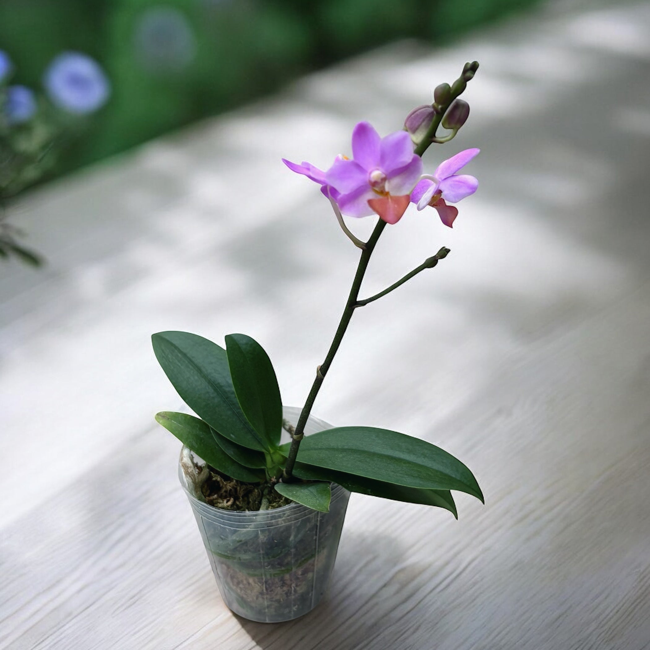 Phalaenopsis Liu's Triprince 'Pink' *fragrant