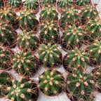 Trichocereus terscheckii – Cardon Grande, gigantyczny kaktus kolumnowy