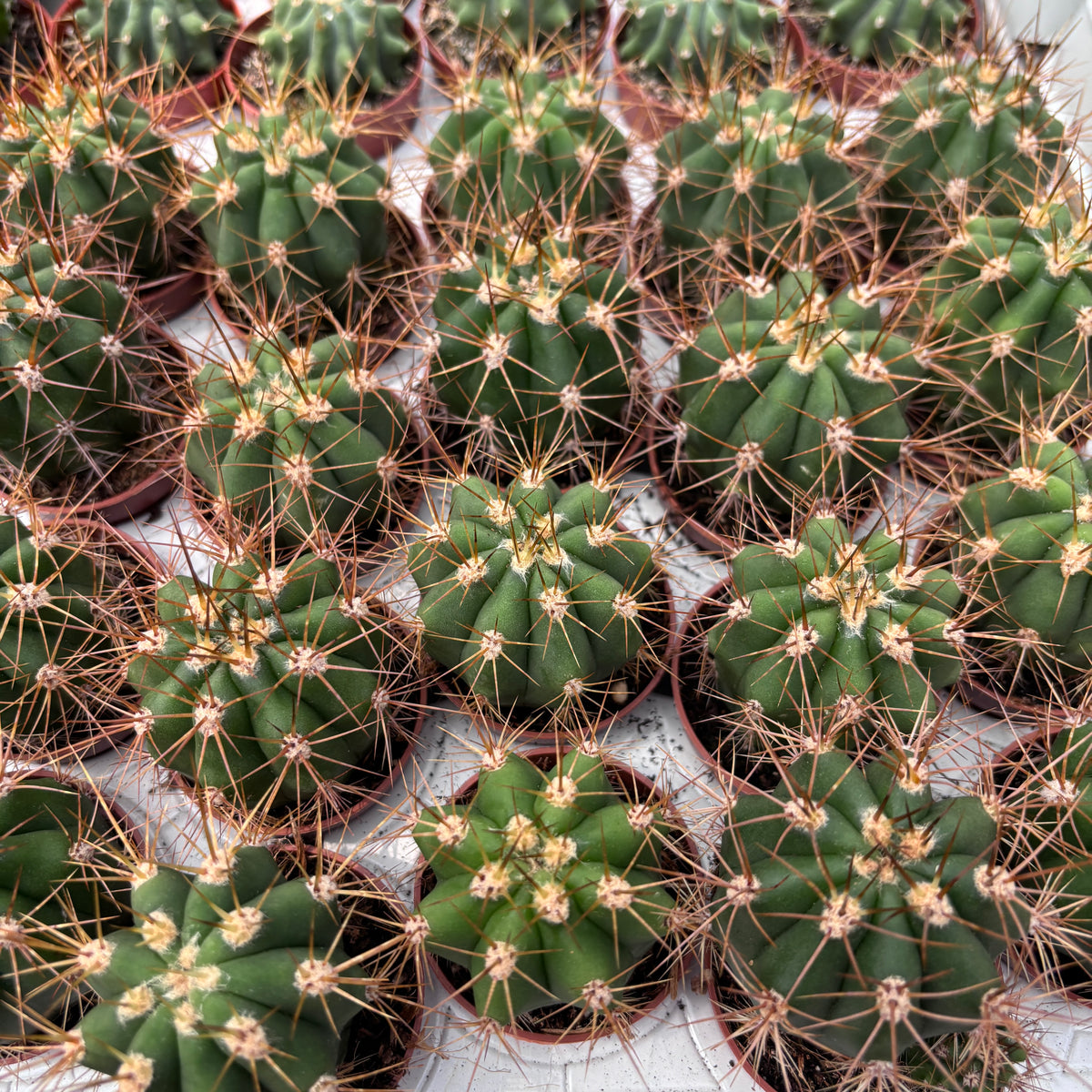 Trichocereus terscheckii – Cardon Grande, gigantyczny kaktus kolumnowy