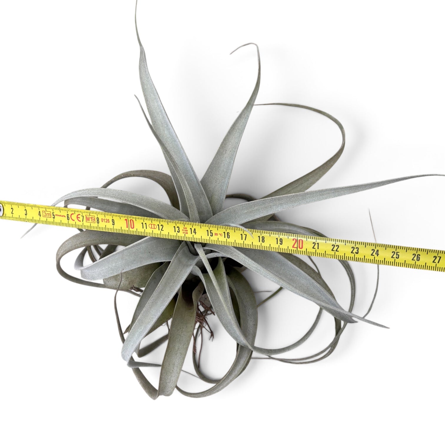 Tillandsia Xerographica XL - air plant
