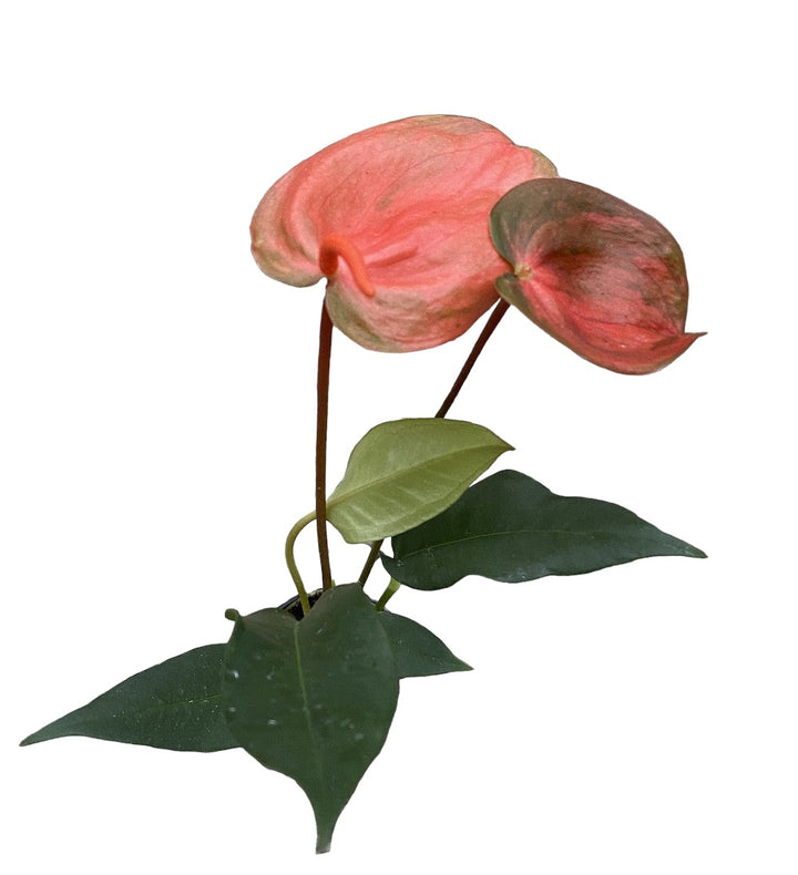 Anthurium Scherzerianum Amarossi