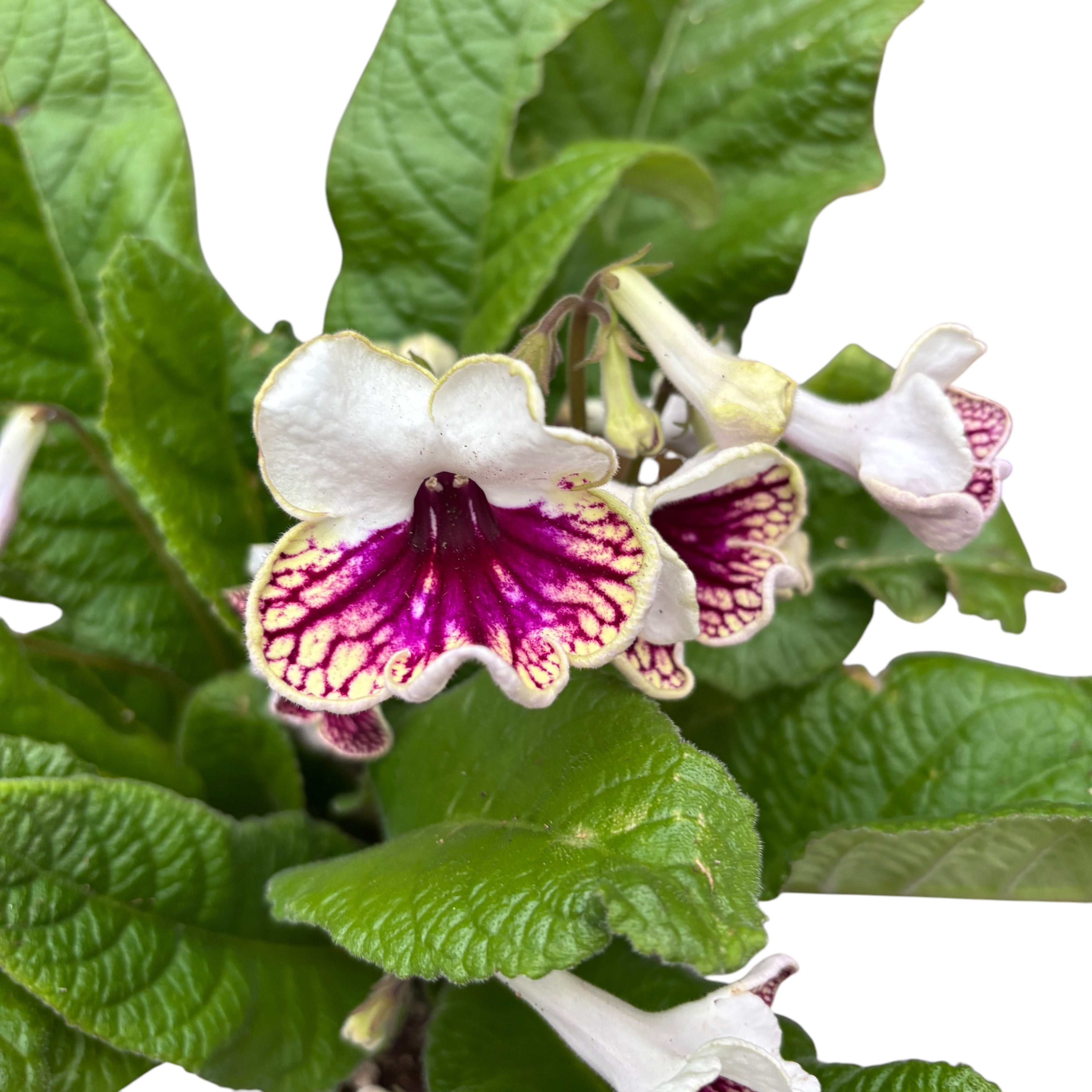 Streptocarpus Plenty