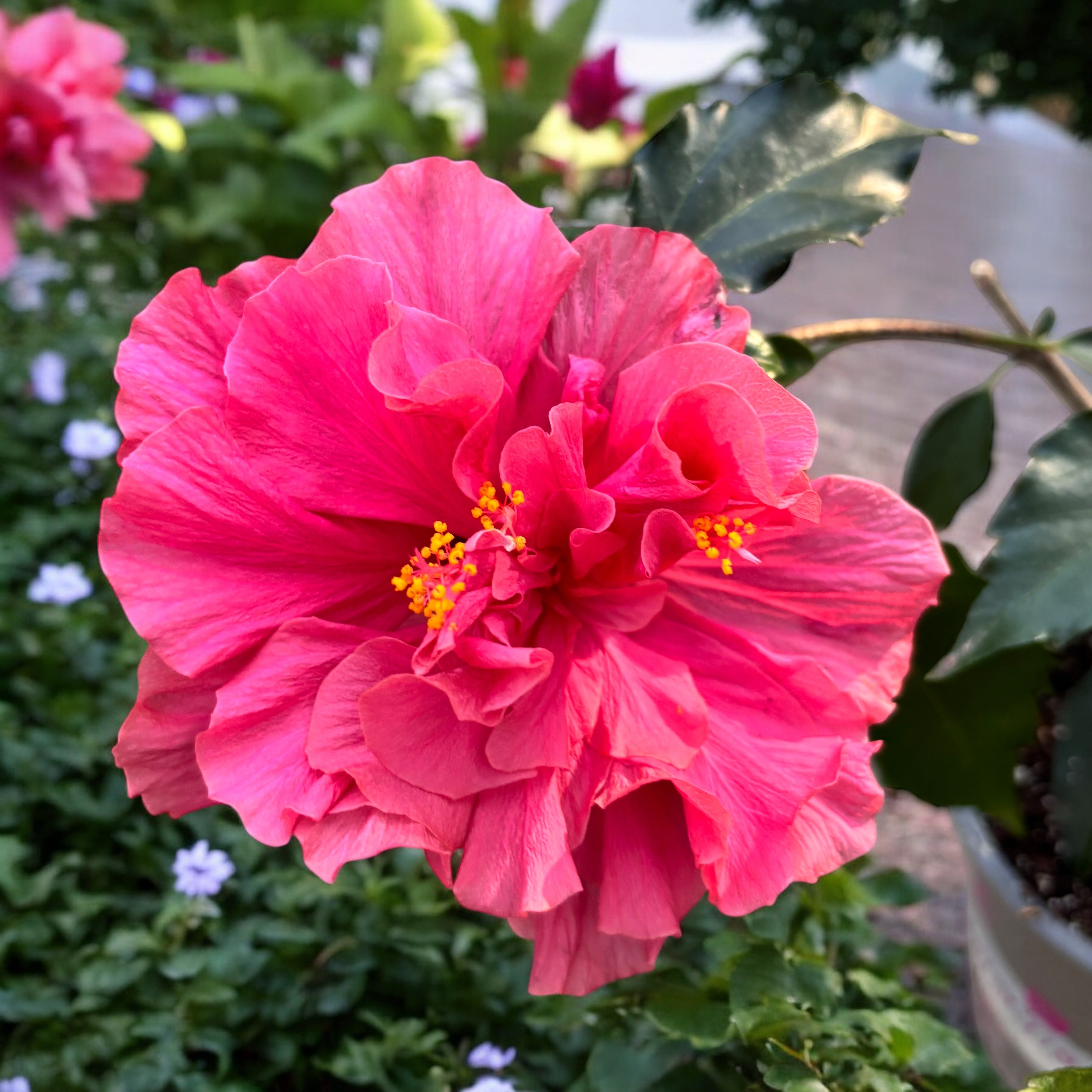 Hibiscus rosa-sinensis - Japán rózsa dupla rózsaszín virággal