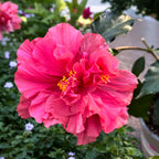 Hibiscus rosa-sinensis - Japonska vrtnica z dvojno rožnato cvetjo