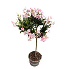 Розов олеандър на стебло (Nerium Olander)