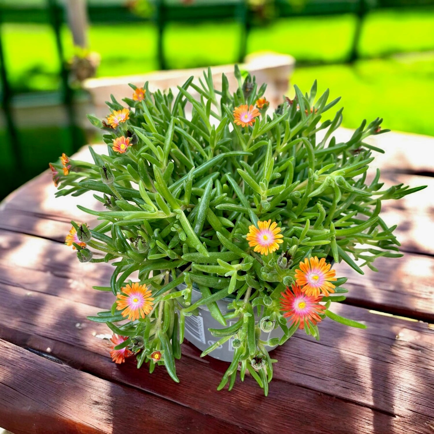 Delosperma Lido ‘Fire’ (floarea de gheata, floarea de cristal)