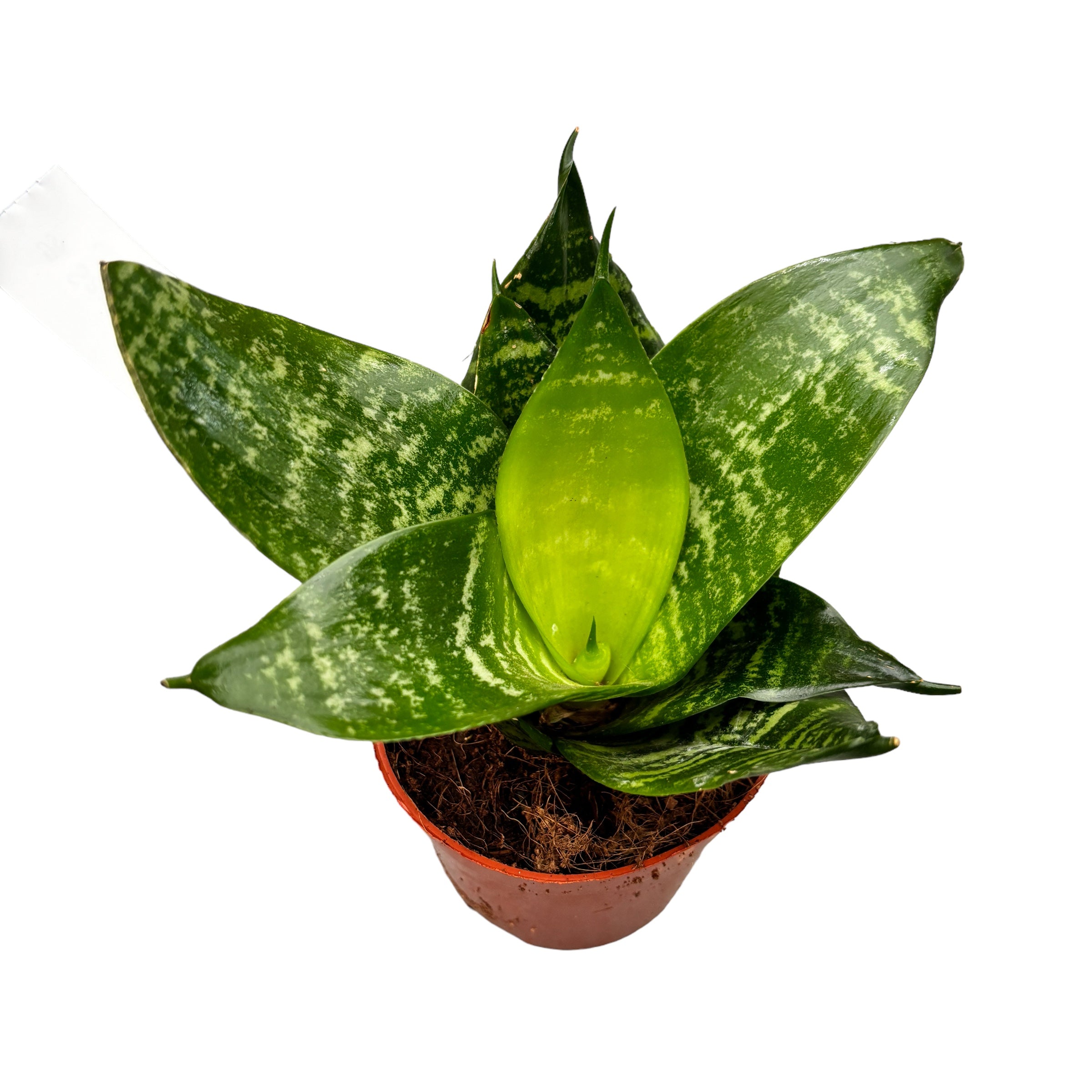 sansevieria forest star Sansevieria „Forest Star“ D9 – Secret Garden Plant Shop