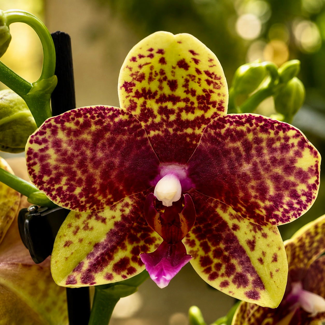 Phalaenopsis Anthura Grosseto (Phalaenopsis Tristar Poeker)