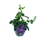 Rosa 'Rhapsody in Blue'® - Floribunda-Rose, duftende Blüten