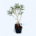 Catina productiva - Hippophae rhamnoides 'Nivelena' D9 (femela)