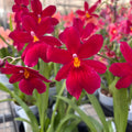 Burrageara Nelly Isler 'Red Velvet' intensely fragrant flowers