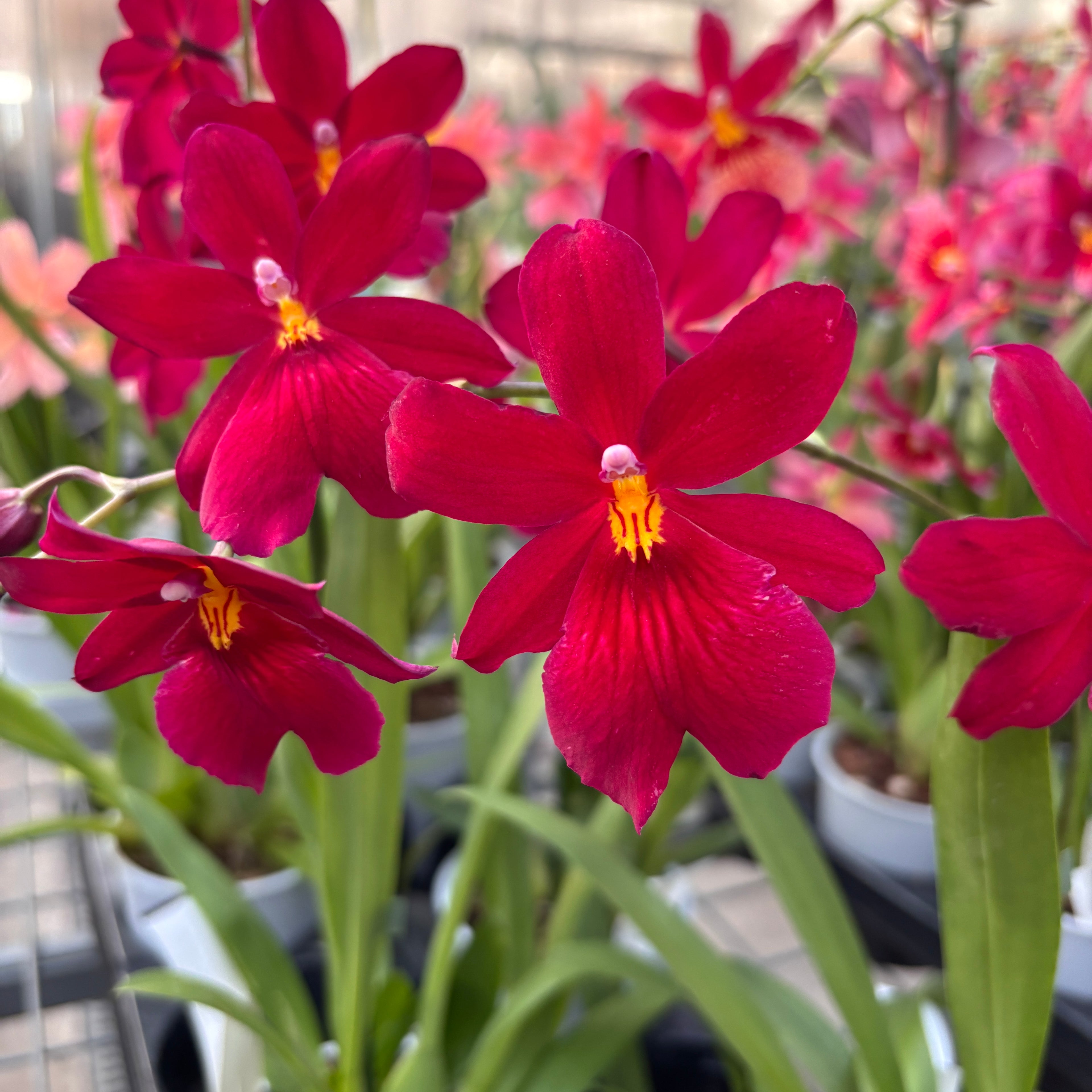 Burrageara Nelly Isler 'Red Velvet' intensely fragrant flowers