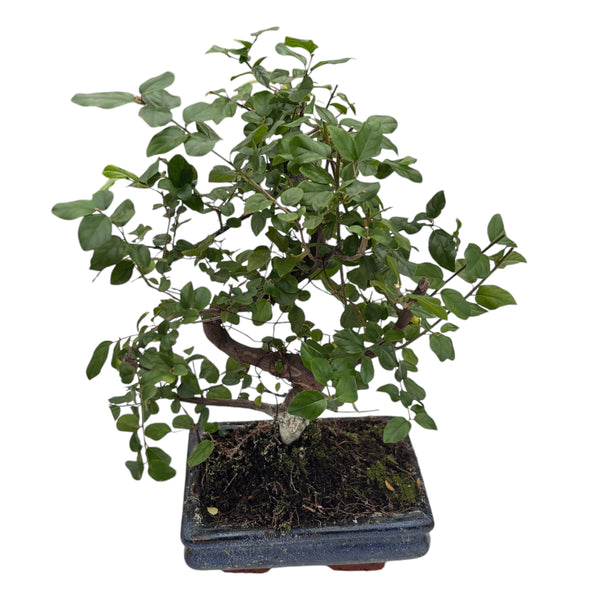 Bonsai Sageretia forma S