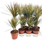 Dracaena Marginata Bicolor 2 tulpini H80 cm