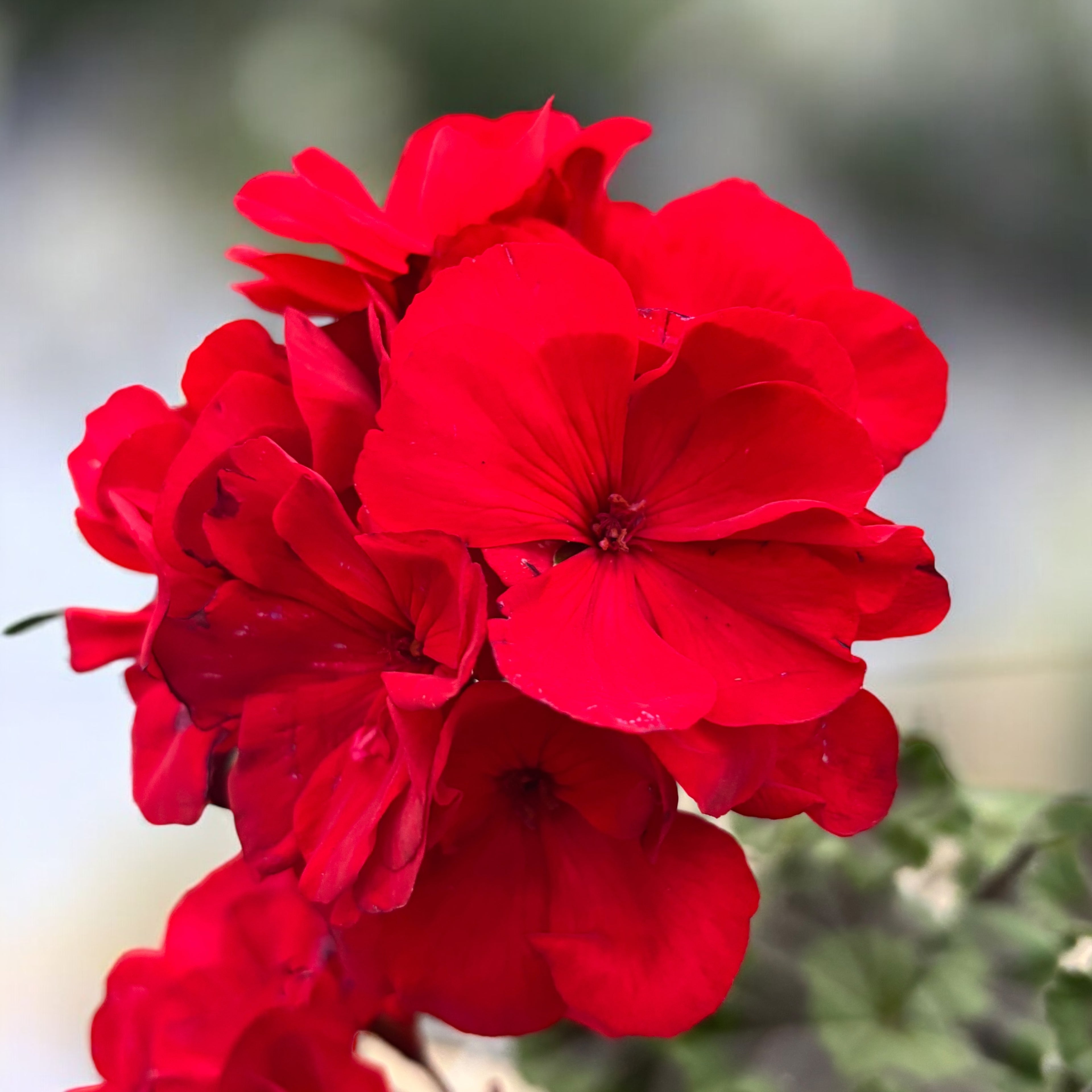 Pelargonium (Zonale Grp) ‘Tumbao’ - muscate