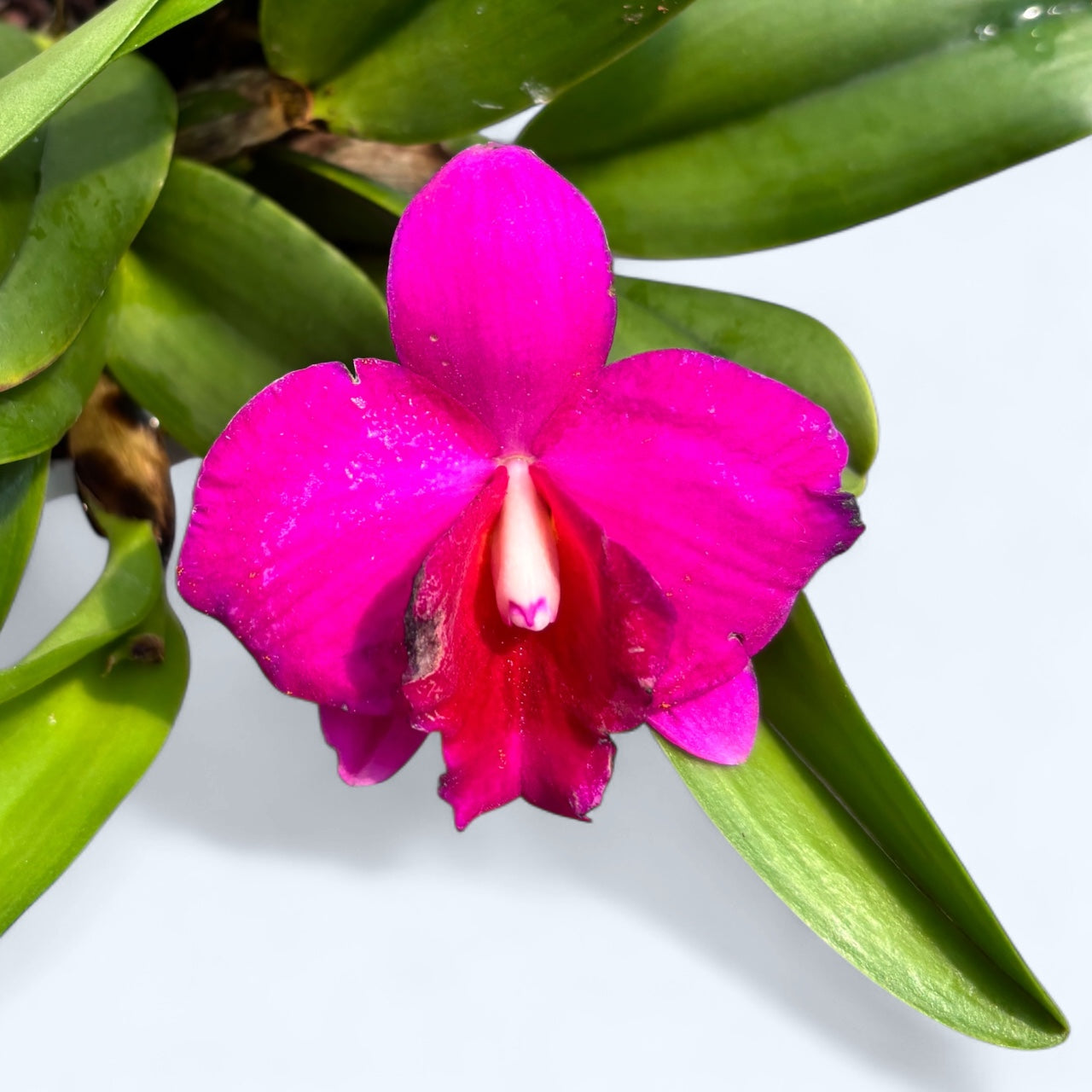 Cattleya #25
