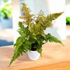 Feriga de gradina D12 - Dryopteris erythrosora (Autumn Fern, Japanese Wood Fern)