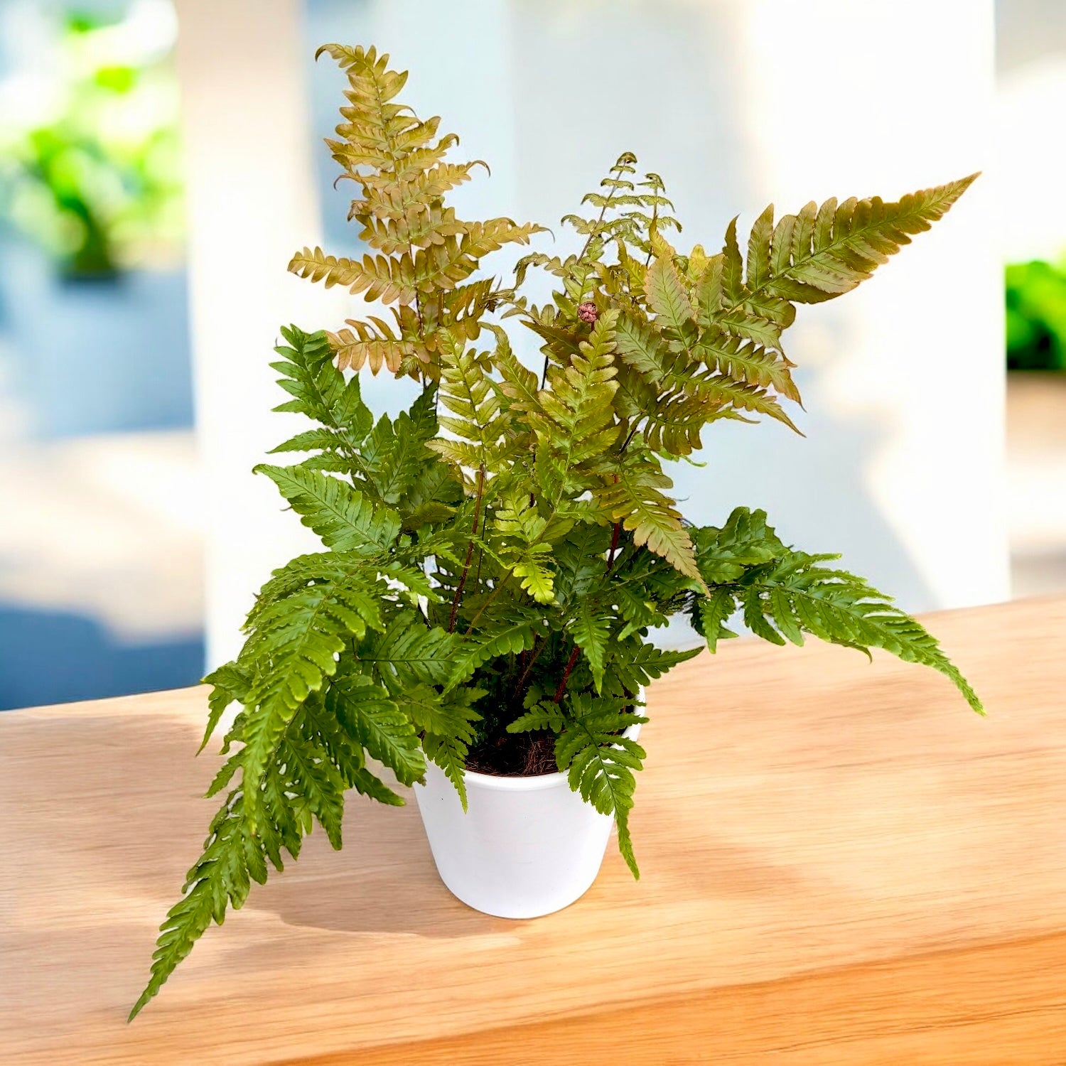 Feriga de gradina D12 - Dryopteris erythrosora (Autumn Fern, Japanese Wood Fern)