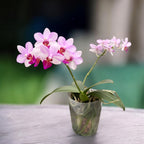 Phalaenopsis Liu's Cute Angel - vonné květy flpri