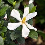 Gardenia jasminoides 'Pinwheel' (rezista si in gradina) - flori intens parfumate