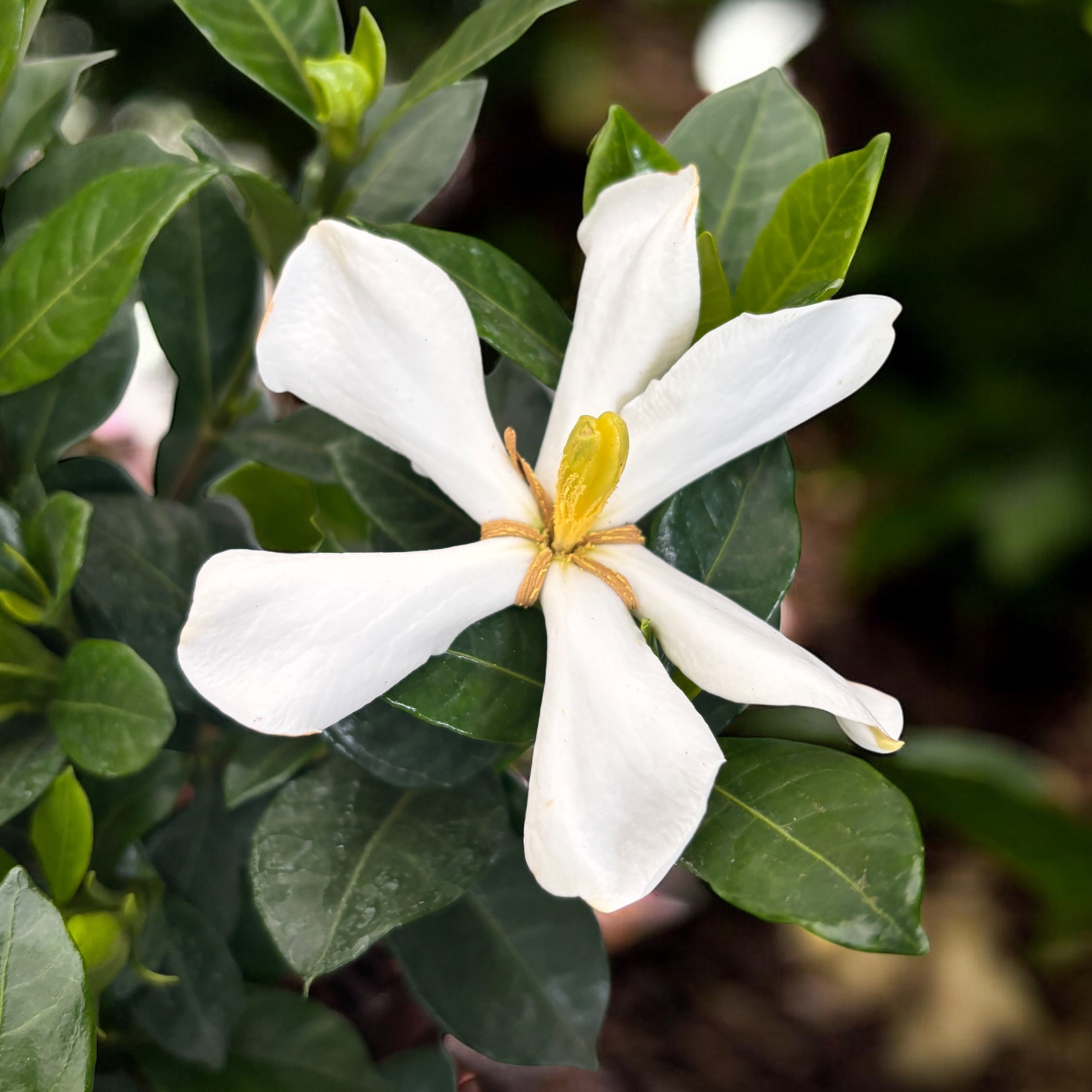 Gardenia jasminoides 'Pinwheel' (rezista si in gradina) - flori intens parfumate