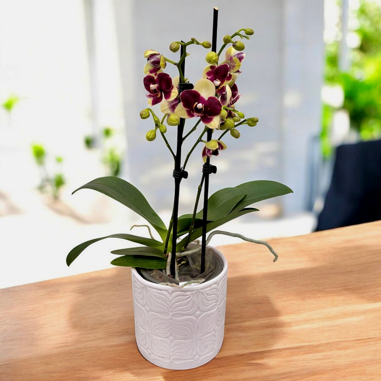 Фаленопсис „Катания“