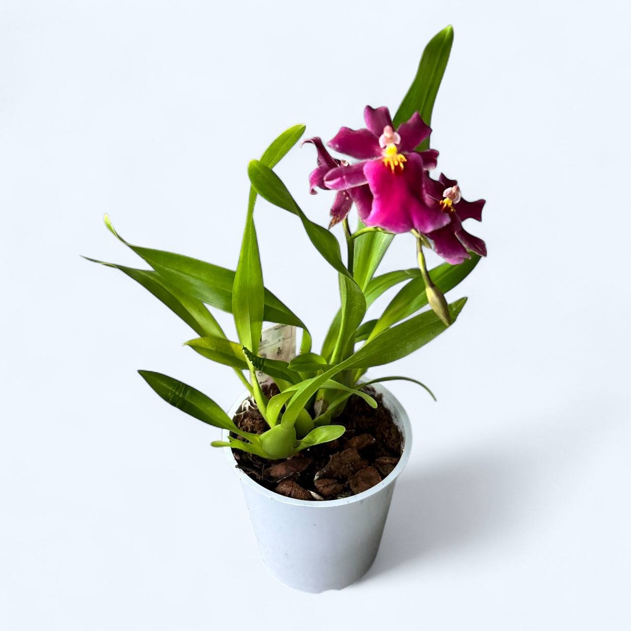 Aliceara Tahitian Dancer Pink Fairytale (fragrant)