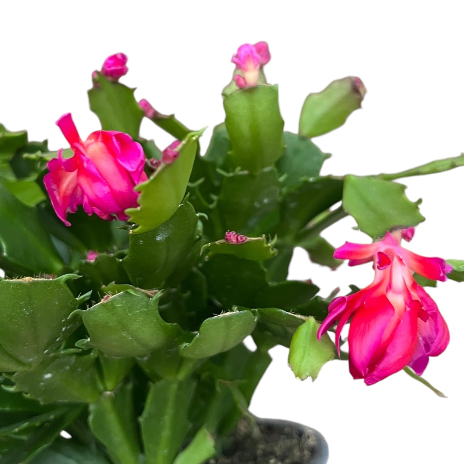 Schlumbergera 'Thor Wild Cactus Pink' 3pp