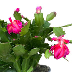 Schlumbergera 'Thor Wild Cactus Pink' 6pp