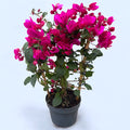 Bougainvillea 'Vera Dark Pink' – Ružičasti papirnati cvijet