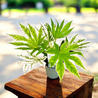 Fatsia japonica 'Spiders Web' - frunze variegate